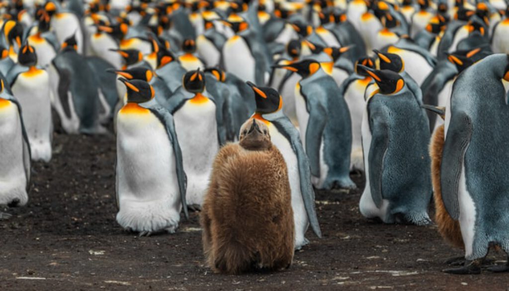 Pinguin unter Pinguinen – und trotzdem anders
