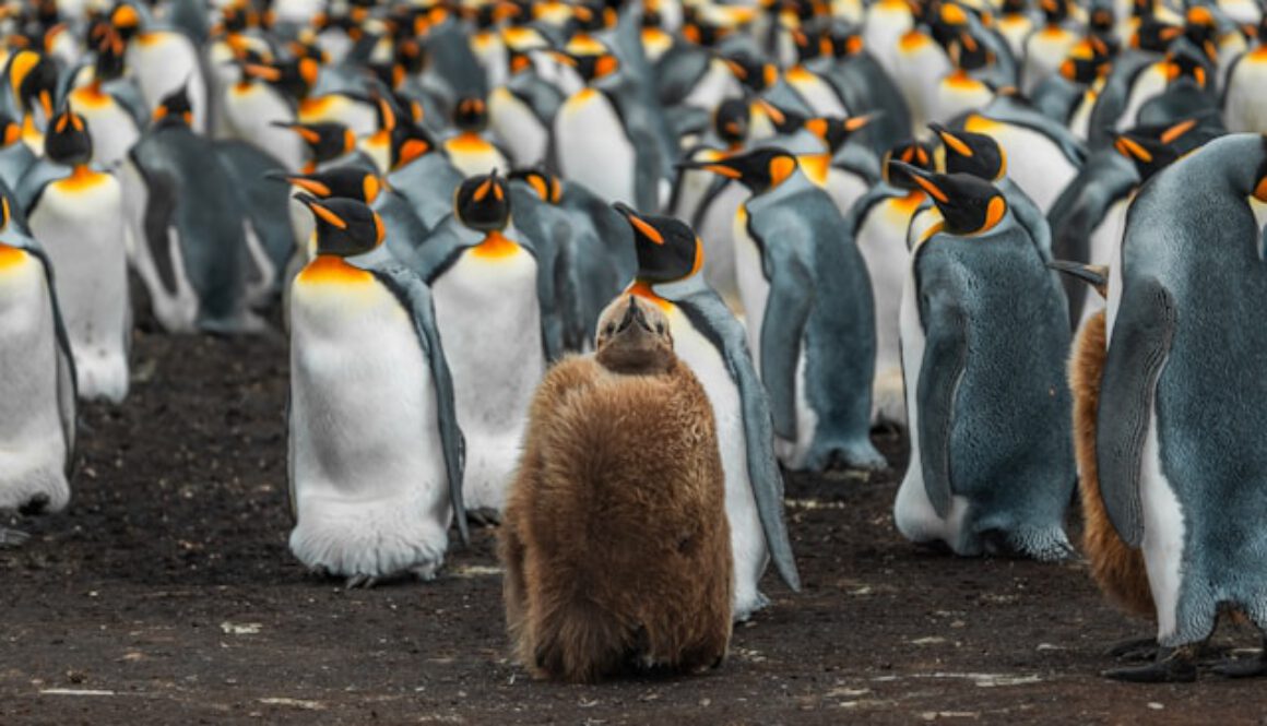 Pinguin unter Pinguinen – und trotzdem anders
