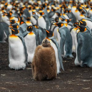 Pinguin unter Pinguinen – und trotzdem anders