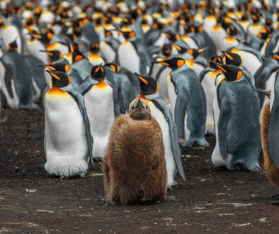 Pinguin unter Pinguinen – und trotzdem anders