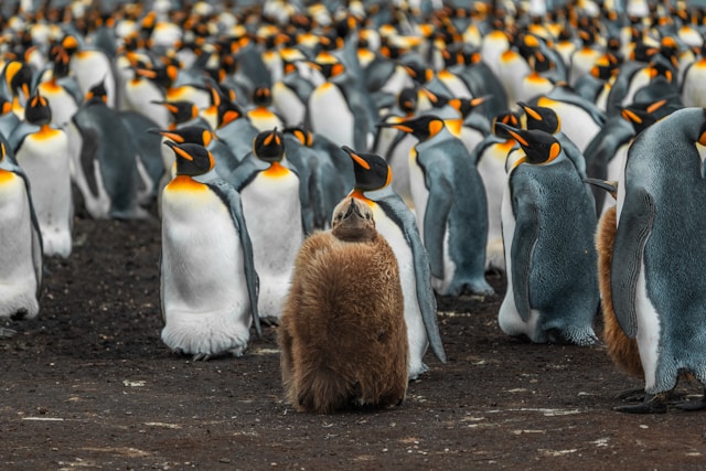 Pinguin unter Pinguinen – und trotzdem anders