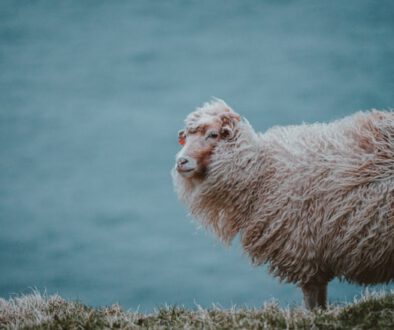 Wenn Glaube Angst macht …