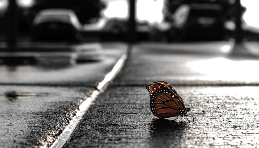 daniel-peterson-NNkqzLn4VT0-unsplash
