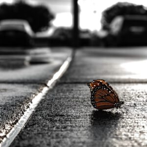 daniel-peterson-NNkqzLn4VT0-unsplash