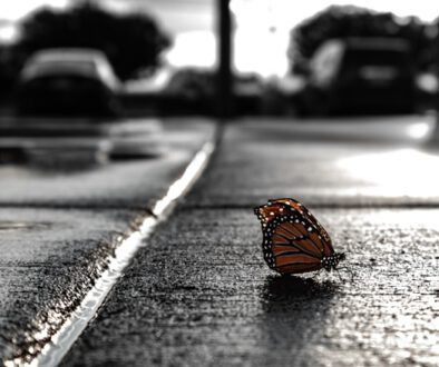 daniel-peterson-NNkqzLn4VT0-unsplash