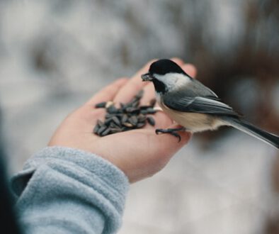 Seht die Vögel – und die Illusion der Kontrolle