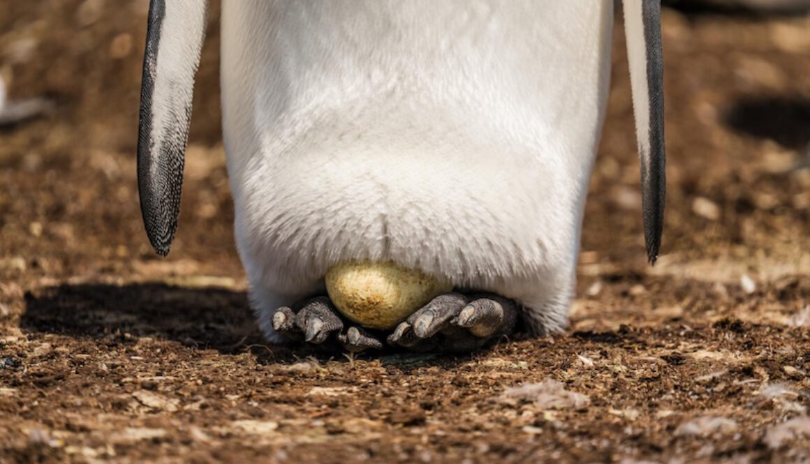 Was wir von Pinguinen über Resilienz lernen