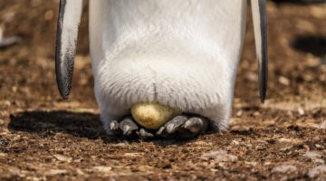 Was wir von Pinguinen über Resilienz lernen