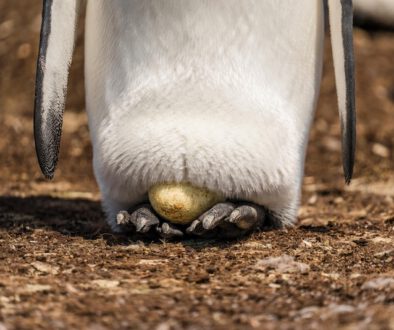 Was wir von Pinguinen über Resilienz lernen