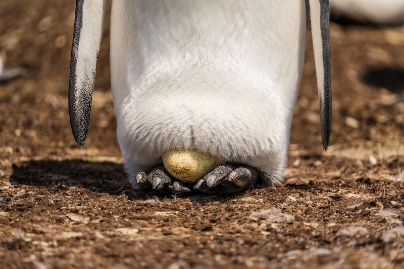 Was wir von Pinguinen über Resilienz lernen