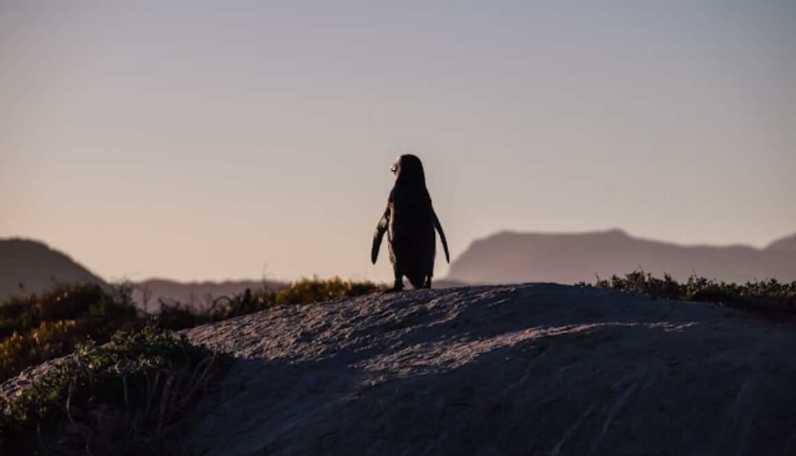 Pinguine und die Kraft des Dranbleibens