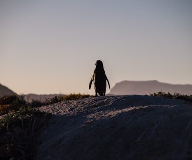 Pinguine und die Kraft des Dranbleibens