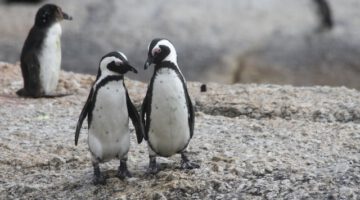 Sind Pinguine wirklich treu?