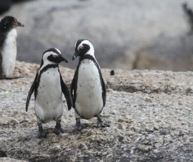 Sind Pinguine wirklich treu?