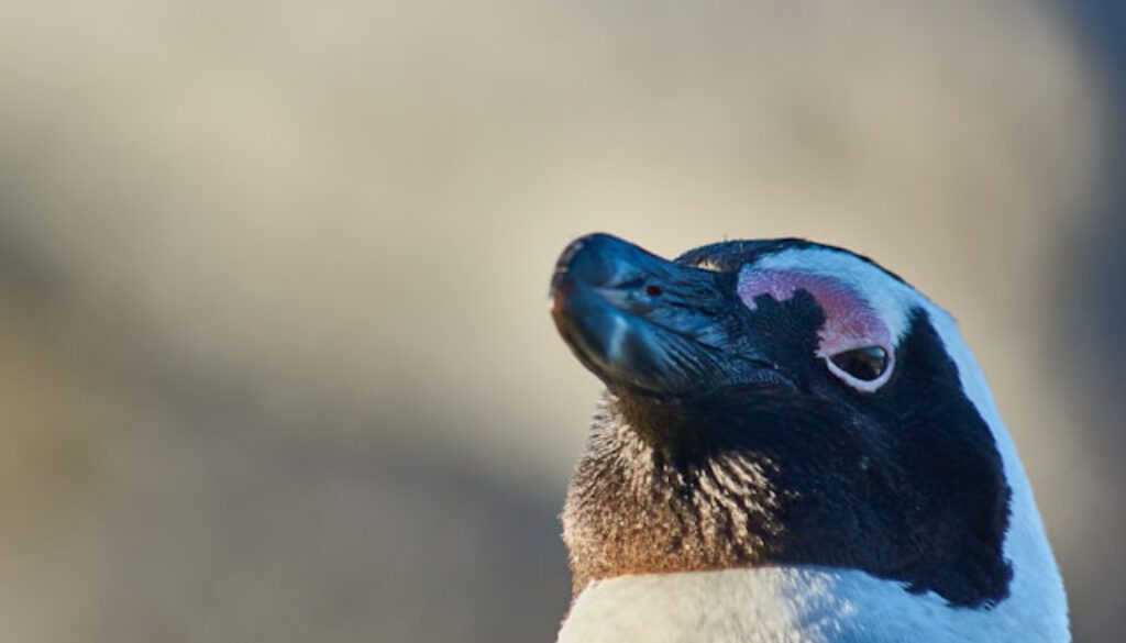 Was Pinguine filtern, um zu überleben