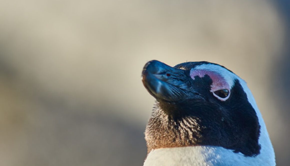 Was Pinguine filtern, um zu überleben