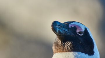 Was Pinguine filtern, um zu überleben