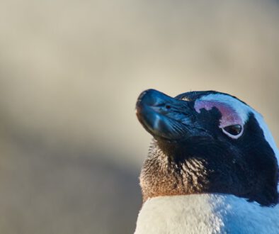 Was Pinguine filtern, um zu überleben
