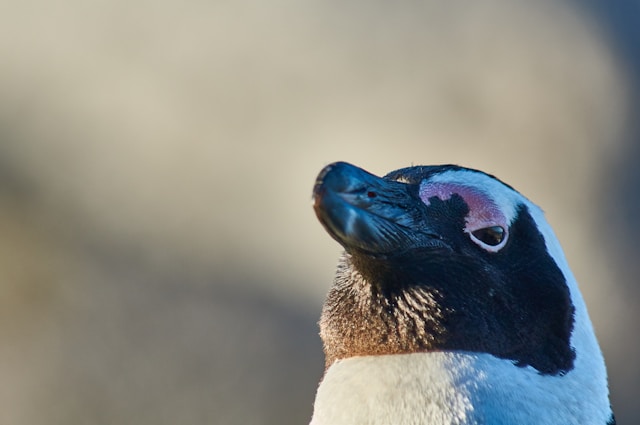 Was Pinguine filtern, um zu überleben